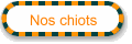 Nos chiots