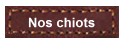 Nos chiots